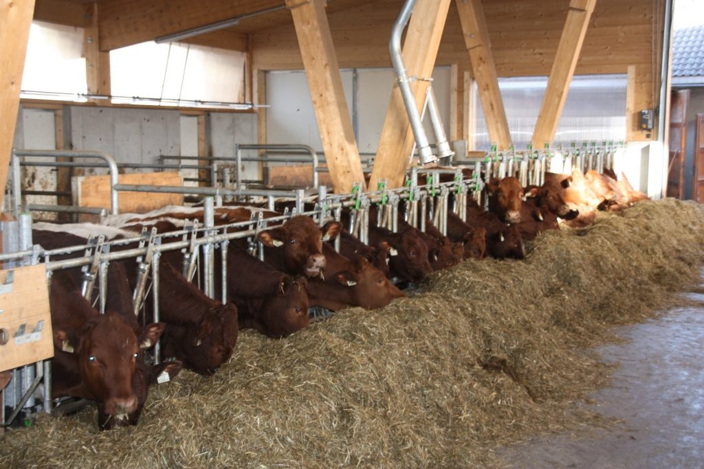 Pinzgauer Kühe der LFS Bruck