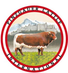 Pinzgauer Cattle