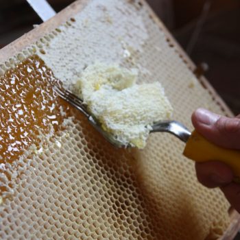 Hongiernte Bienenfacharbeiter