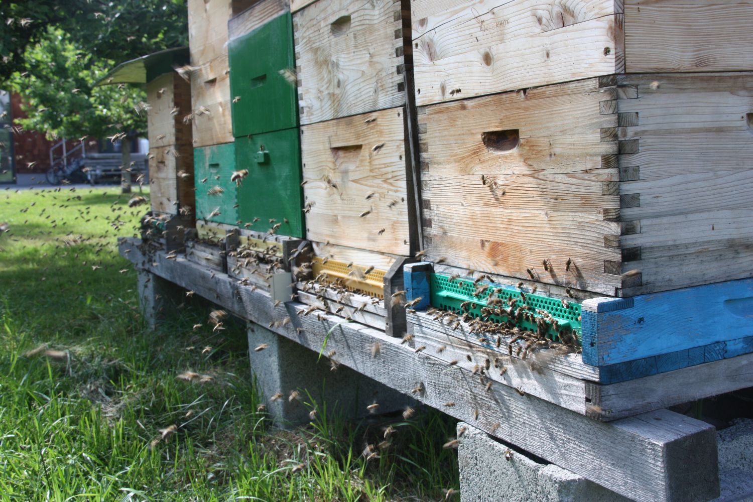 Bienenfacharbeiter