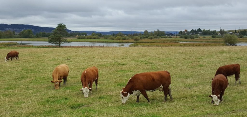 Farmarbeit in Norwegen